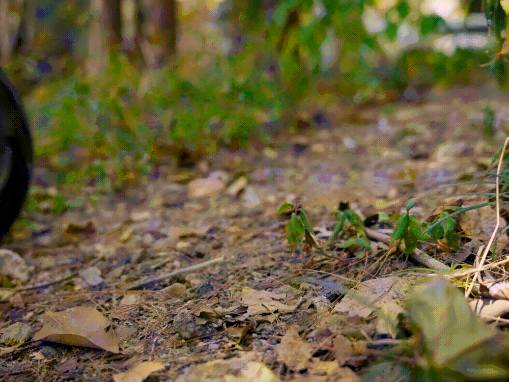 A close-up view of an off-road path with dirt, leaves, and small plants, setting the scene for an electric bike adventure in a natural environment.